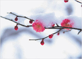 Image for article “Inner Peace, Health, and Happiness. These Are What Falun Gong Has Brought Me”